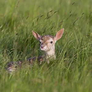 Fallow Deer (Dama dama) newborn fawn, resting in grass field, Suffolk, England, June