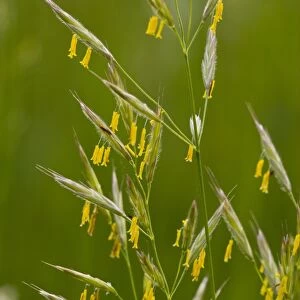 False Oat-grass (Arrhenatherum elatius) flowering, with yellow stamens, Slovenia, june
