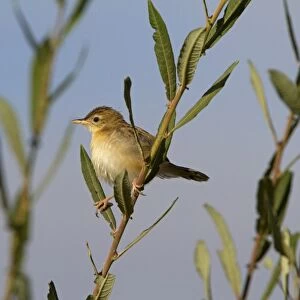 Fan-tailed Warbler (Cisticola juncidis) adult, perched on stem, Extremadura, Spain, september
