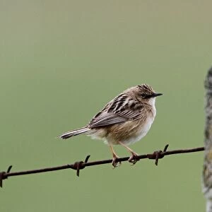 Fan tailed or Zitting Cisticola on barbed wire fence - Extremadura, Spain