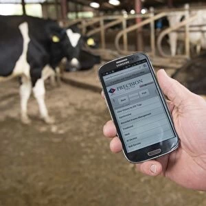 Farm management programme on smart phone held in hand, in cubicle house on dairy farm, Cheshire, England, August