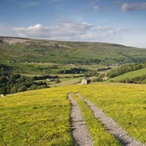 Farm track across upland hay meadow with flowering buttercups, Swaledale, Yorkshire Dales N. P