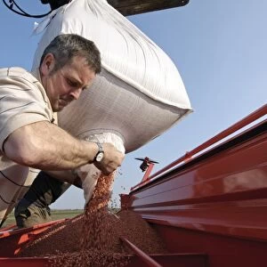 Farmer loading Westminster spring barley seeds into seed drill hopper, Pilling, Lancashire, England, march