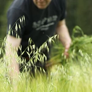 Farmer pulling Wild Oats (Avena sp. ) weeds from unripe Barley (Hordeum vulgare) crop, Sweden