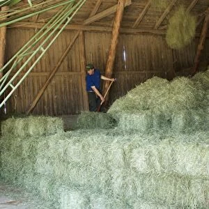 Farmer stacking small bales beside elevator in barn, Sweden