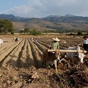 Farmers ploughing field with bullocks, near Inle Lake, Shan State, Myanmar, January