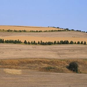 Farmland of strip crop fields with protective trees to prevent soil erosion, Washington State, U. S. A