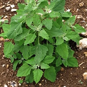 Fat hen, lambs quarters or goosefoot, Chenopodium album, plant. An arable and garden weed