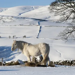 Fell Pony, white adult, feeding on hay in snow, Cumbria, England, winter Fell Pony, white adult, feeding on hay in snow, Cumbria, England, winter