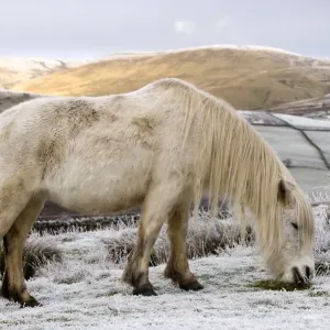 Fell Pony, white adult, grazing on snow covered moorland, Ravenstonedale, Cumbria, England, winter Fell Pony, white adult, grazing on snow covered moorland, Ravenstonedale, Cumbria, England, winter