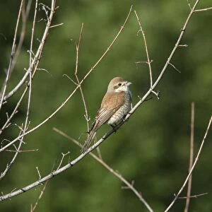 Female Red backed Shrike - Bulgaria