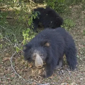 Female Sloth Bear with Cub Print Female Sloth Bear with Cub Print