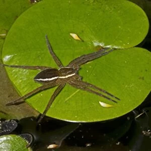 Fen Raft Spider (Dolomedes plantarius) adult, awaiting prey on frogbit leaf, at broadland relocation site, The Broads