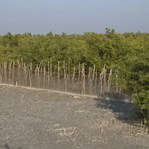 Fence to protect villagers from man-eating tigers, Sundarbans, Ganges Delta, West Bengal, India, March Fence to protect villagers from man-eating tigers, Sundarbans, Ganges Delta, West Bengal, India, March