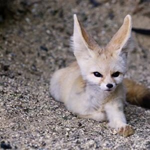 Fennec Fox (Vulpes zerda) adult, resting (captive)