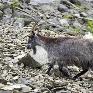 Feral Goat (Capra hircus) adult, walking on scree slope in dry valley, Valley of the Rocks, Lynton, Exmoor N. P