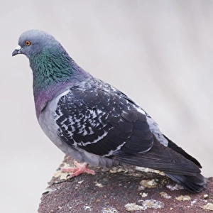 Feral Pigeon (Columba livia) adult, Istanbul, Turkey, March