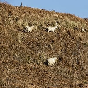 Feral white goats feeding on bracken covered hill side, Isle of Jura, Scotland