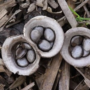 Field Birds Nest Fungus (Crucibulum laeve) fruiting bodies, splash cups with peridiole spore capsules