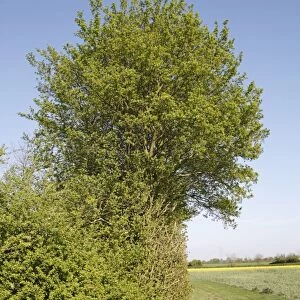 Field Maple (Acer campestre) habit, growing in hedgerow beside arable farmland, Bacton, Suffolk, England, april