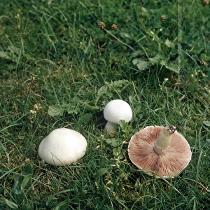 Field Mushroom (Agaricus campestris)