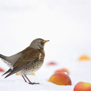 Fieldfare (Turdus pilaris) adult, displaying in snow, feeding on apples in urban garden, Derbyshire, England, february Fieldfare (Turdus pilaris) adult, displaying in snow, feeding on apples in urban garden, Derbyshire, England, february