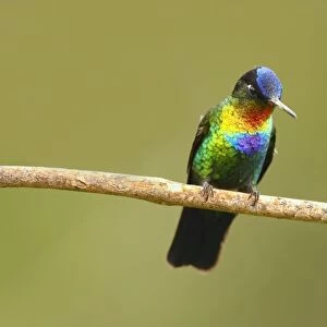 Fiery-throated Hummingbird (Panterpe insignis) adult male, perched on twig, Costa Rica, January