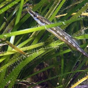 Fifteen-spined Stickleback (Spinachia spinachia) adult, swimming amongst eelgrass, Studland Bay, Isle of Purbeck