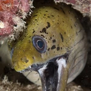 Fimbriated Moray Eel (Gymnothorax fimbriatus) adult, with mouth open, close-up of head in crevice, Mabul Island, Sabah, Borneo, Malaysia