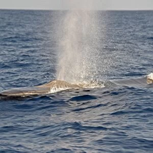 Fin Whale (Balaenoptera physalus) adult, spouting, swimming at surface, Azores, June