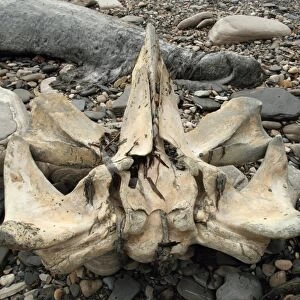 Fin Whale (Balaenoptera physalus) skull, on pebble beach, Dorset, England, February