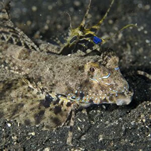 Fingered Dragonet (Dactylopus dactylopus) adult, with fins extended, resting on black sand, Lembeh Straits, Sulawesi