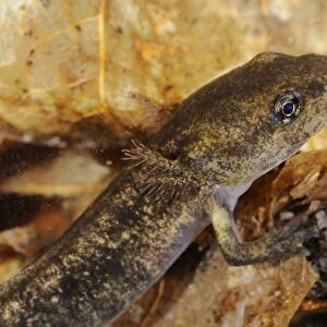 Fire Salamander (Salamandra salamandra) young, close-up of head, underwater, Italy, june
