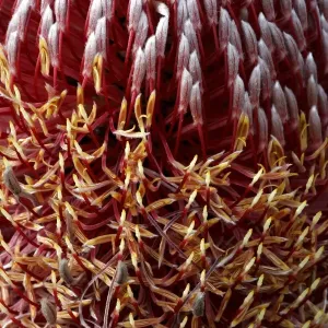 Fireweed Banksia Flowering Print, Western Australia Fireweed Banksia Flowering Print, Western Australia