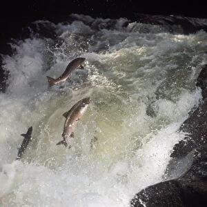 Fish - Salmon Atlantic /three out of water/leaping up fast-flowing river