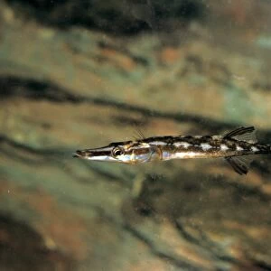 Fish - Stickleback Fifteen-spined(Spinachia spinachia) backing with pectorals