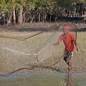Fisherman casting net at edge of water in mangrove forest, Sundarbans, Ganges Delta, West Bengal, India, March