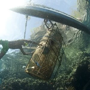 Fisherman guiding fish basket onto fishing boat, Crucifixion Point, Pantar Island, Alor Archipelago