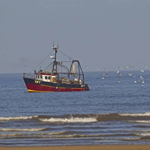 Fishing boat with beam trawls, followed by seagull flock at sea, Norfolk, England, November