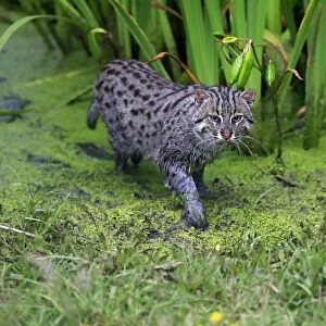Fishing Cat (Prionailurus viverrinus) adult, walking in shallow water, July (captive)