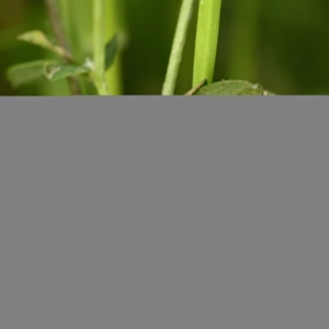 Five-spot Burnet Moth (Zygaena trifolii) caterpillar, resting on stem, Oxfordshire, England, June