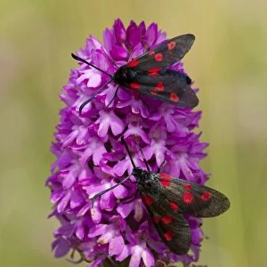 Five-spot Burnet Moth (Zygaena trifolii) two adults, resting on Pyramidal Orchid (Anacamptis pyramidalis) flowerspike