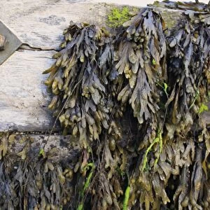 Flat Wrack (Fucus spiralis) fronds, on exposed groyne at low tide, Bembridge, Isle of Wight, England, june