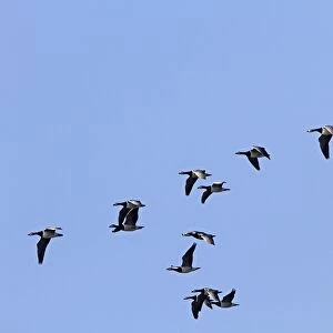 Flock of Barnacle geese flying on Islay