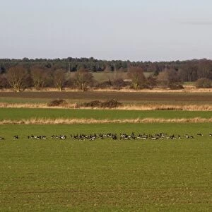 Flock of Brent Geese feeding in field of winter wheat