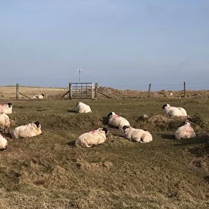 Flock of Scottish Blackface domestic sheep with red fleece makings on Islay Scotland