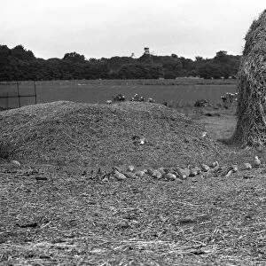 Flock of Turtle Doves - Staverton 1945