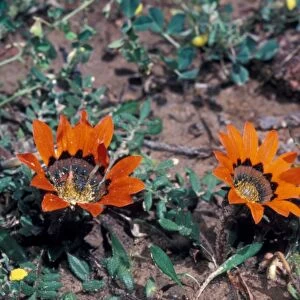 Flower - Gazania Krebsiana / Close-up of flower on plant / South Africa
