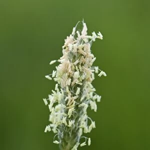 Flowering head of timothy grass, Phleum pratense, with male filaments and stamens