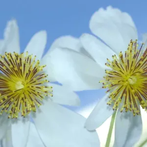 Touch-sensitive stamens of African hemp in a high-quality print Touch-sensitive stamens of African hemp in a high-quality print